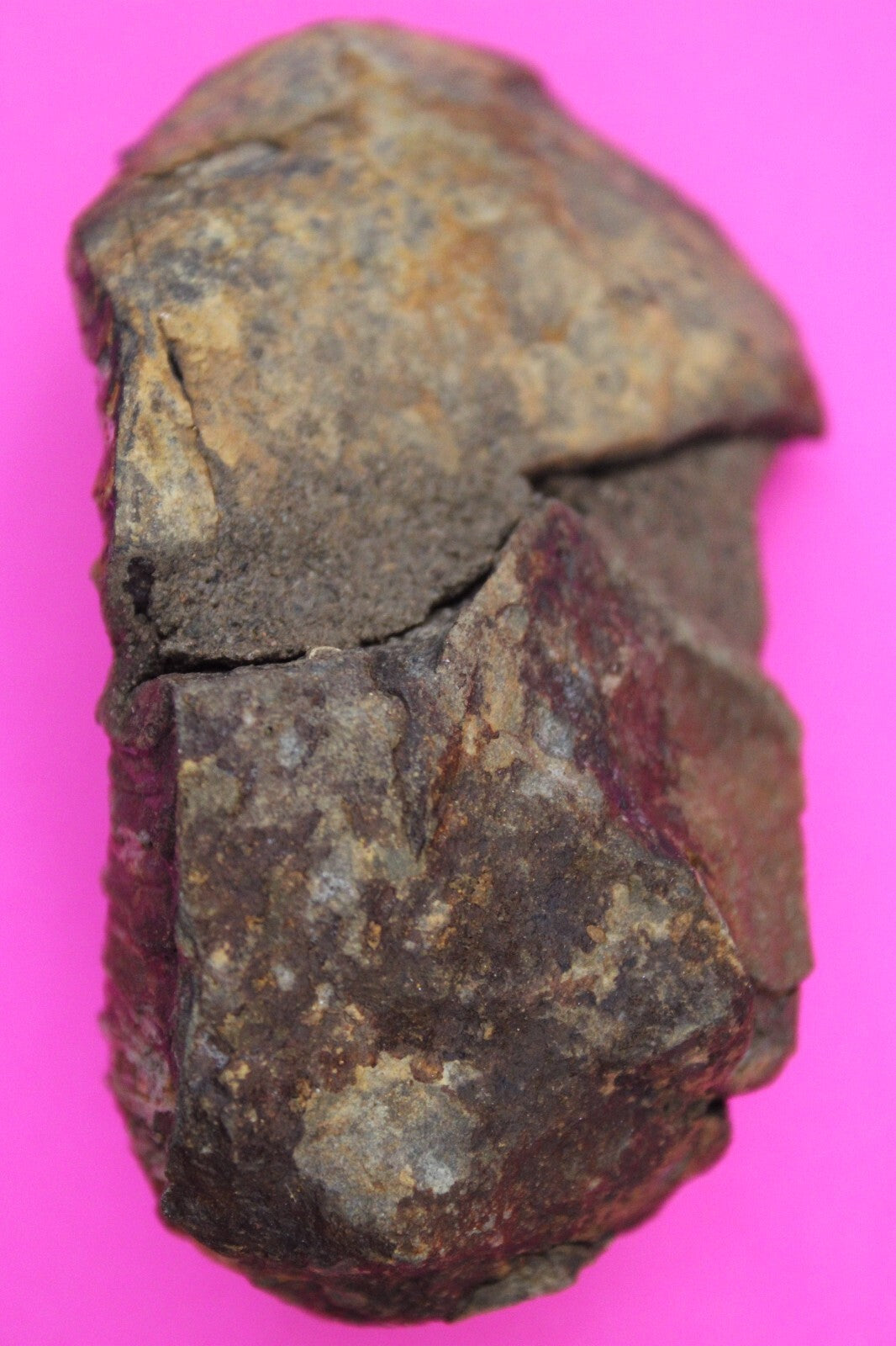 Authentic Trilobite Fossil 450 Million Years Old Genuine Dinosaur Girl COA 80