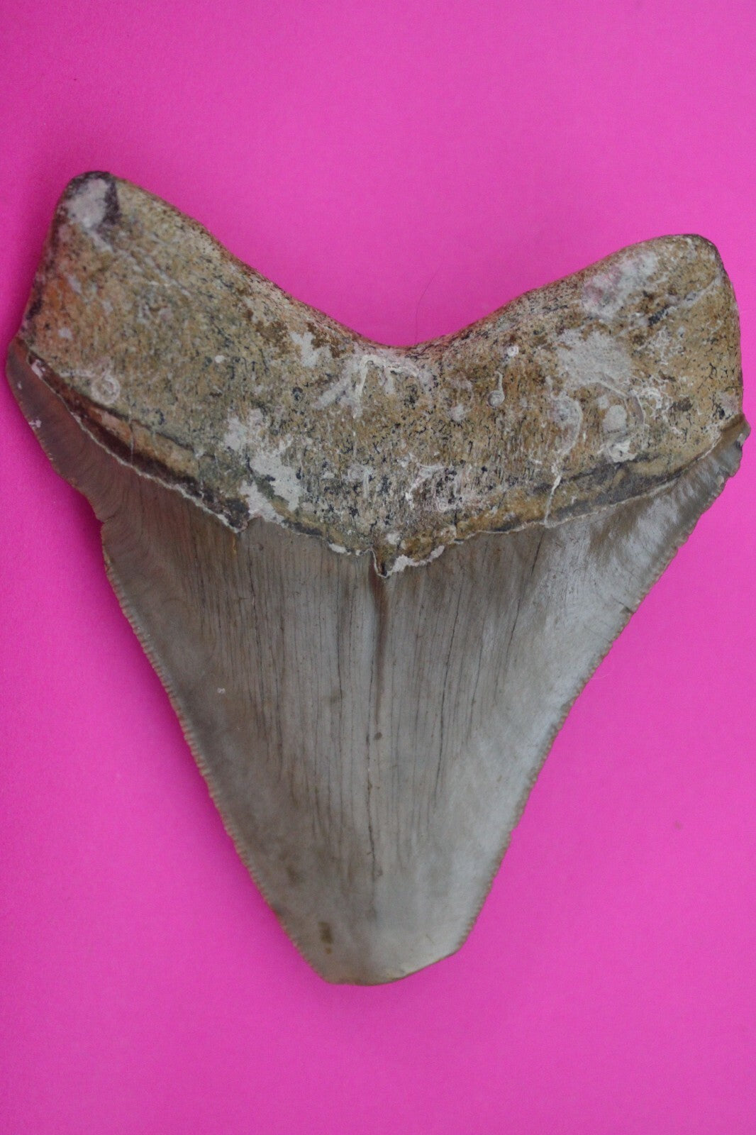 Authentic Megadolon Shark Tooth 3.58 Inch 91 Grams Fossil Dinosaur Girl COA M10