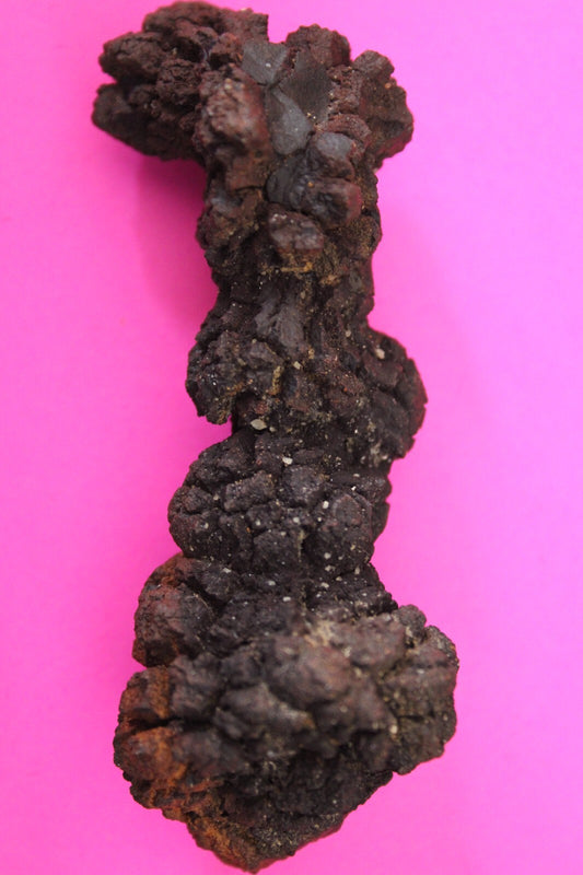 Giant Lizard Poop 5 Million Years Old Genuine Real Fossil Dinosaur Girl COA L11