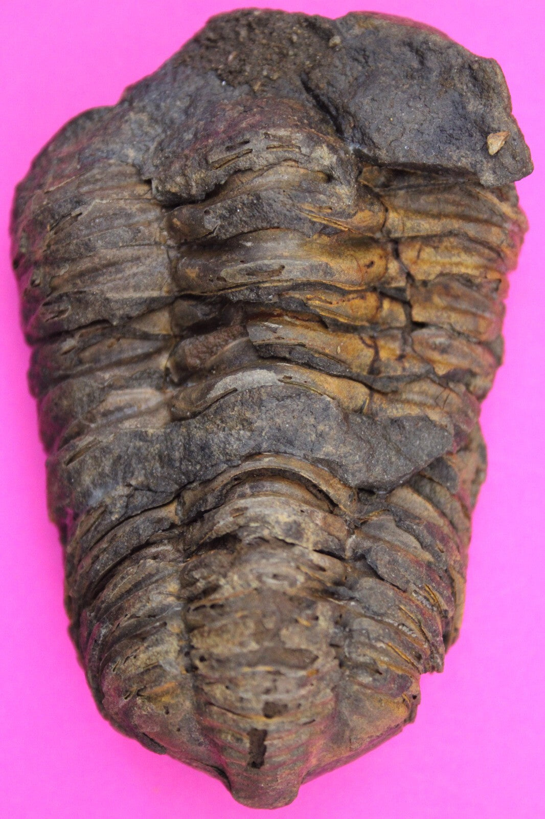 Authentic Trilobite Fossil 450 Million Years Old Genuine Dinosaur Girl COA 96