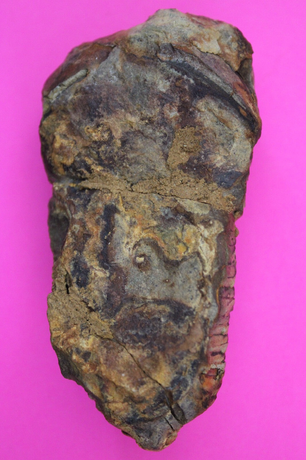 Authentic Trilobite Fossil 450 Million Years Old Genuine Dinosaur Girl COA 98