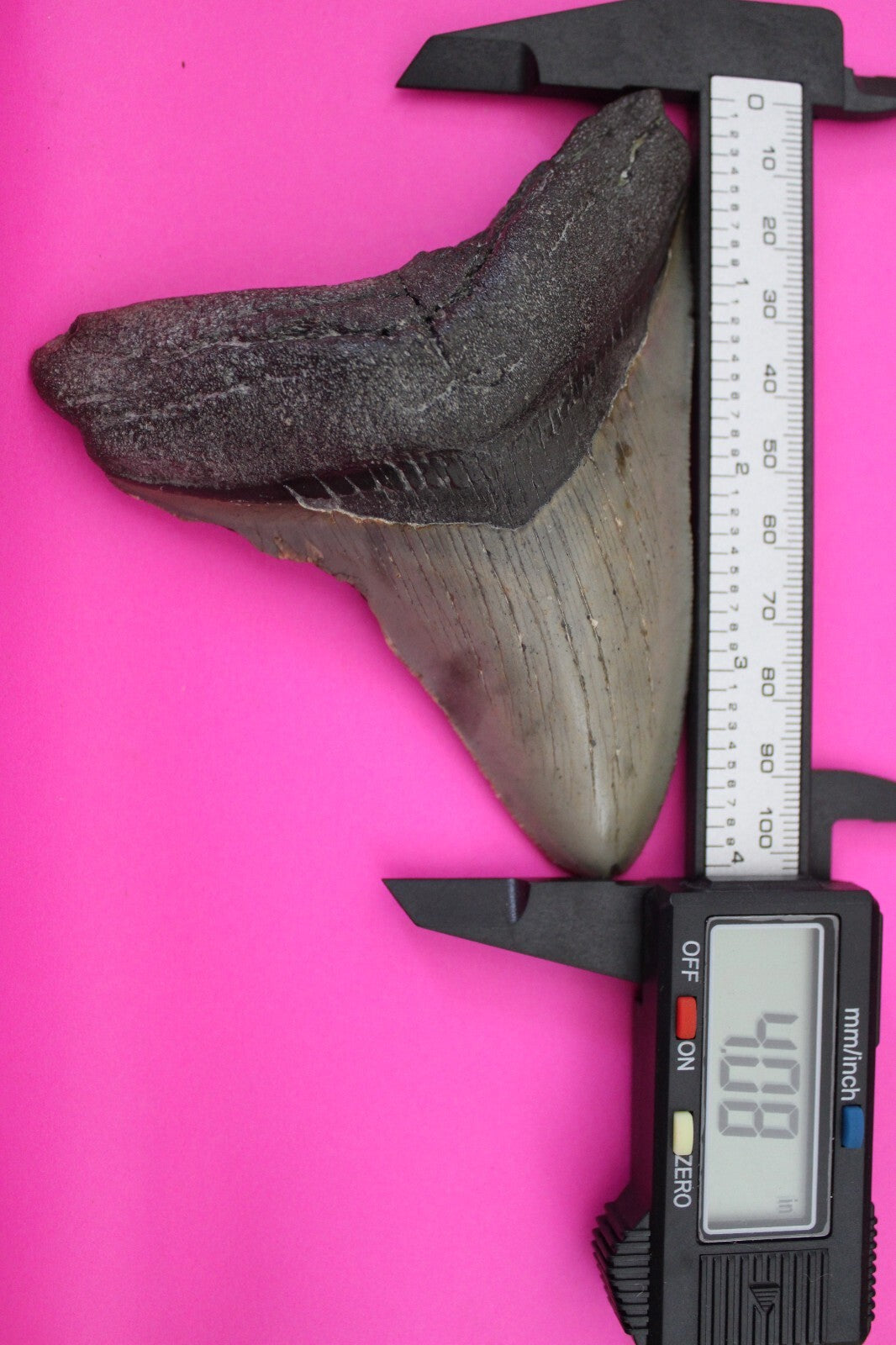 Authentic Megadolon Shark Tooth 4.08 Inch 130 Grams Fossil Dinosaur Girl COA M53