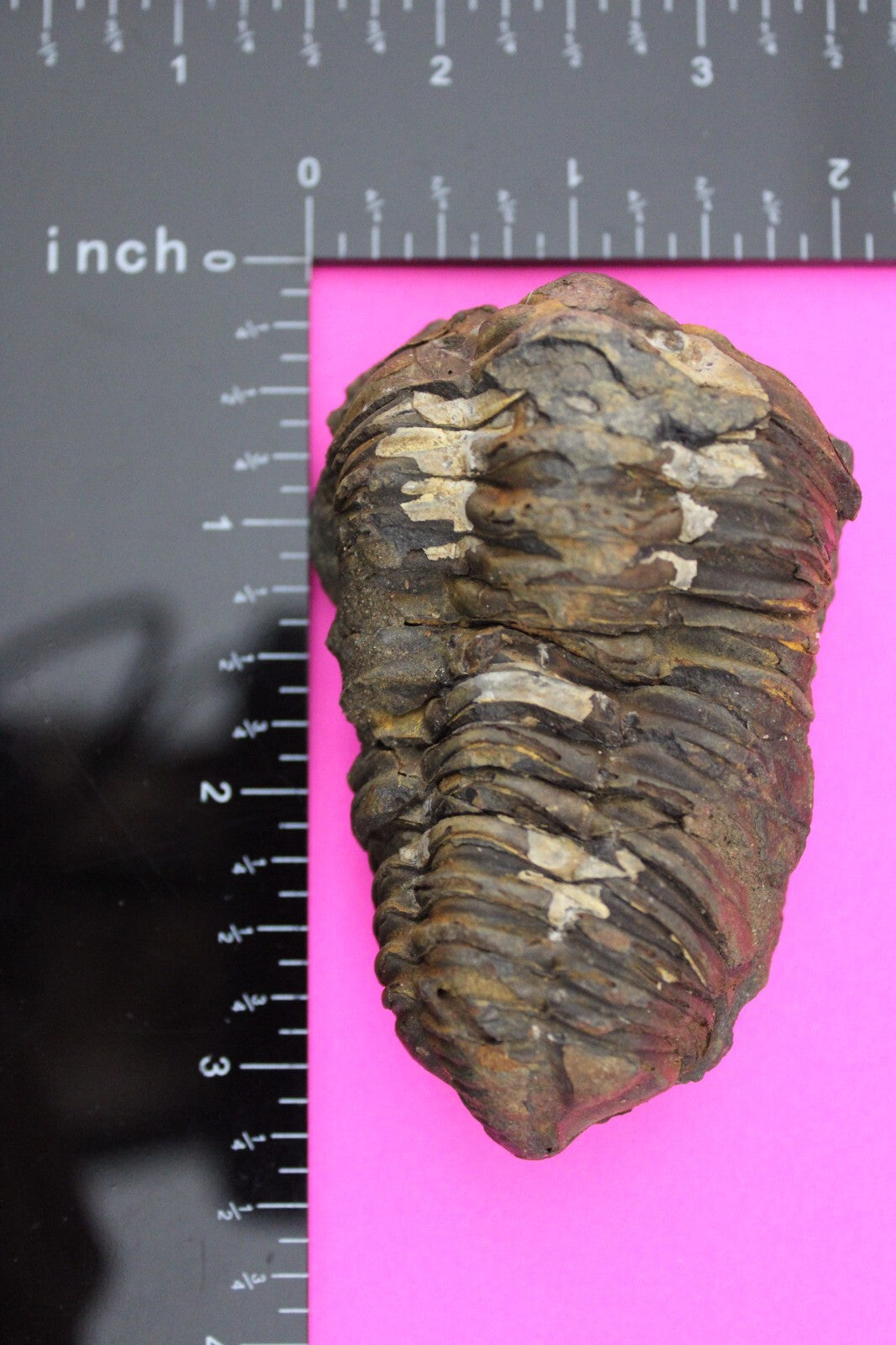 Authentic Trilobite Fossil 450 Million Years Old Genuine Dinosaur Girl COA 22