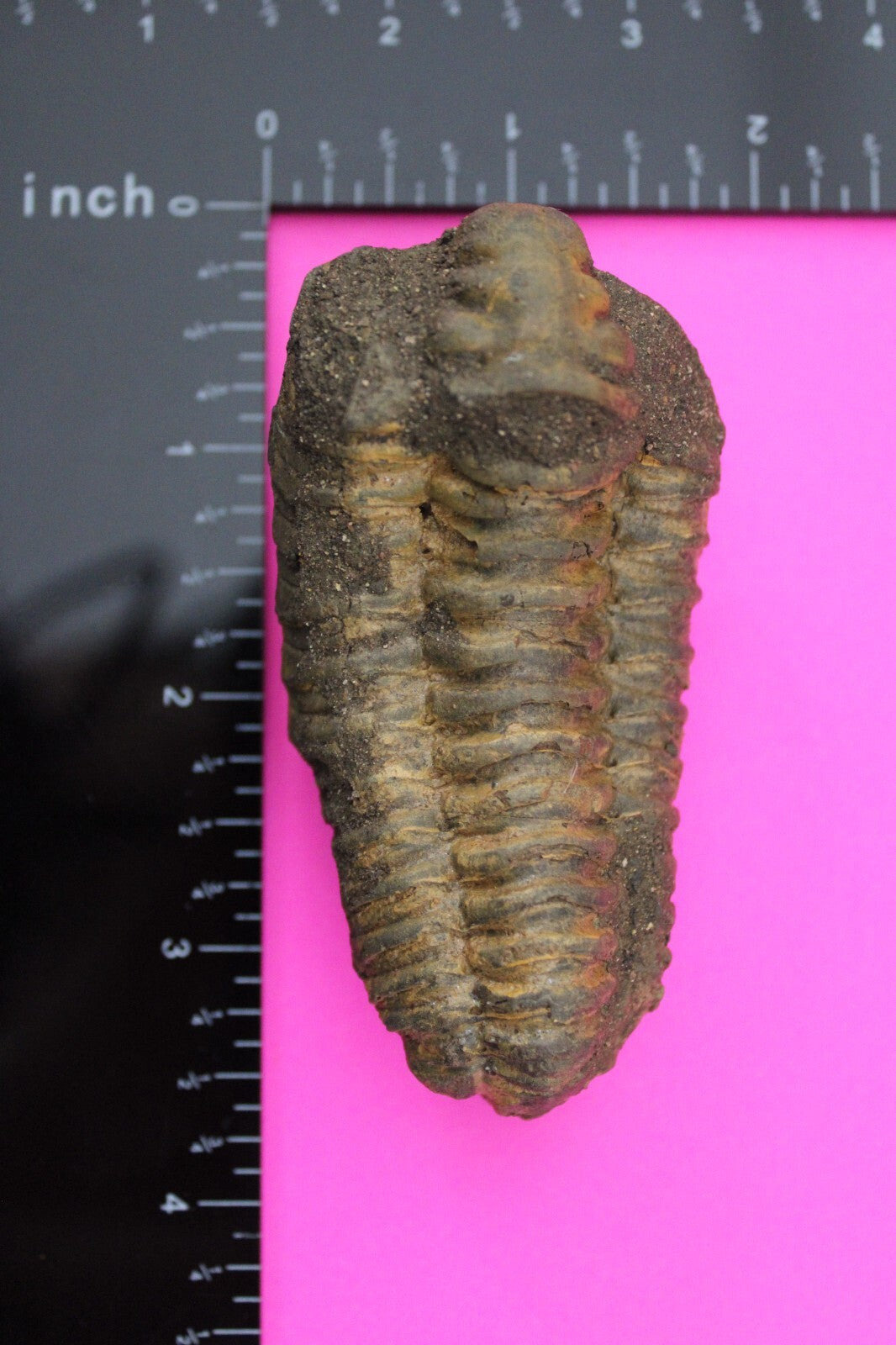 Authentic Trilobite Fossil 450 Million Years Old Genuine Dinosaur Girl COA 15