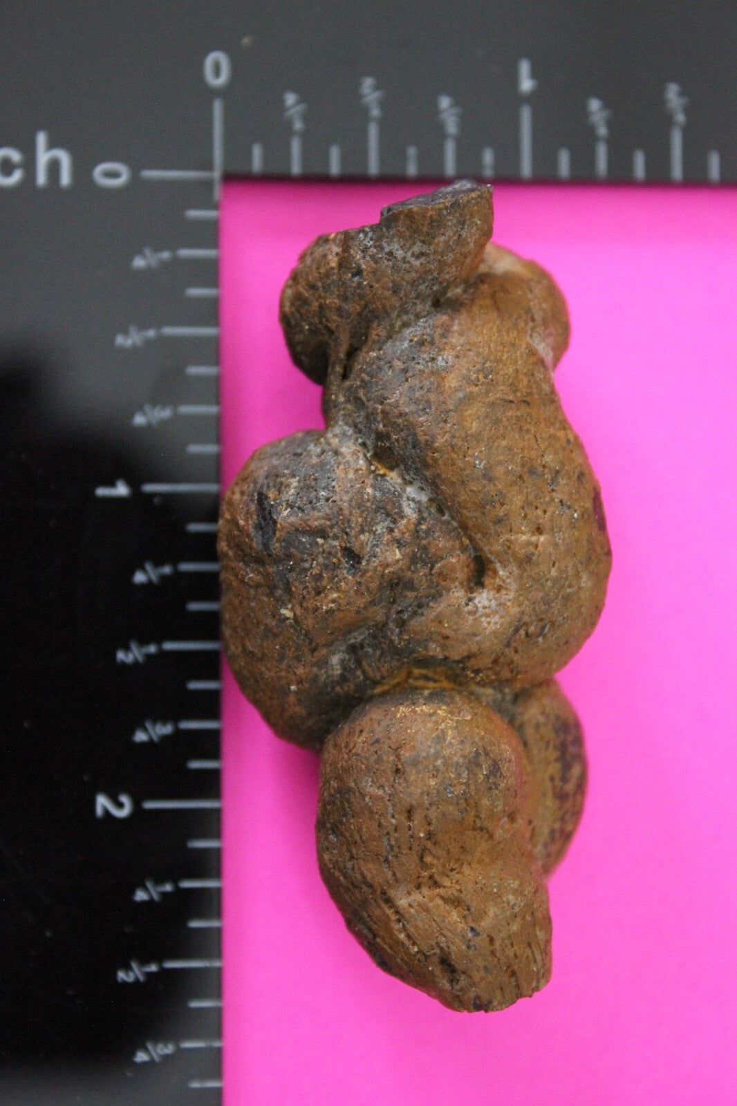 Giant Lizard Poop 5 Million Years Old Genuine Real Fossil Dinosaur Girl COA S21