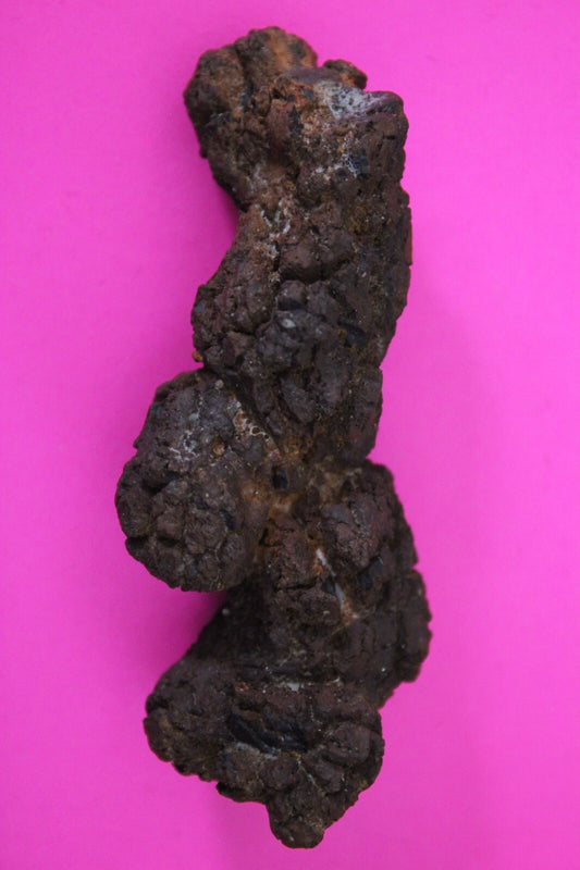 Giant Lizard Poop 5 Million Years Old Genuine Real Fossil Dinosaur Girl COA S45