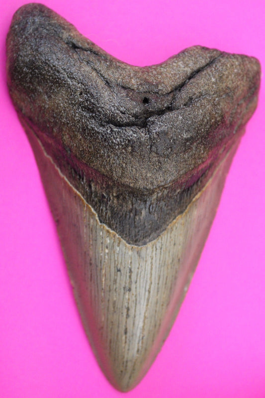 Authentic Megalodon Shark Tooth 5.27 Inch 231 Grams Fossil Dinosaur Girl COA M46