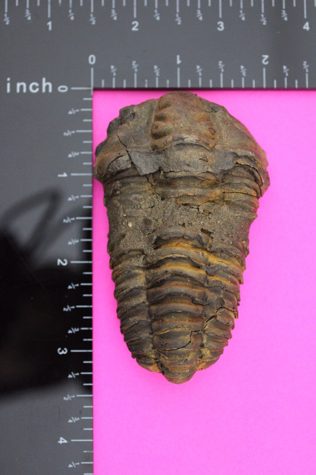 Authentic Trilobite Fossil 450 Million Years Old Genuine Dinosaur Girl COA 13