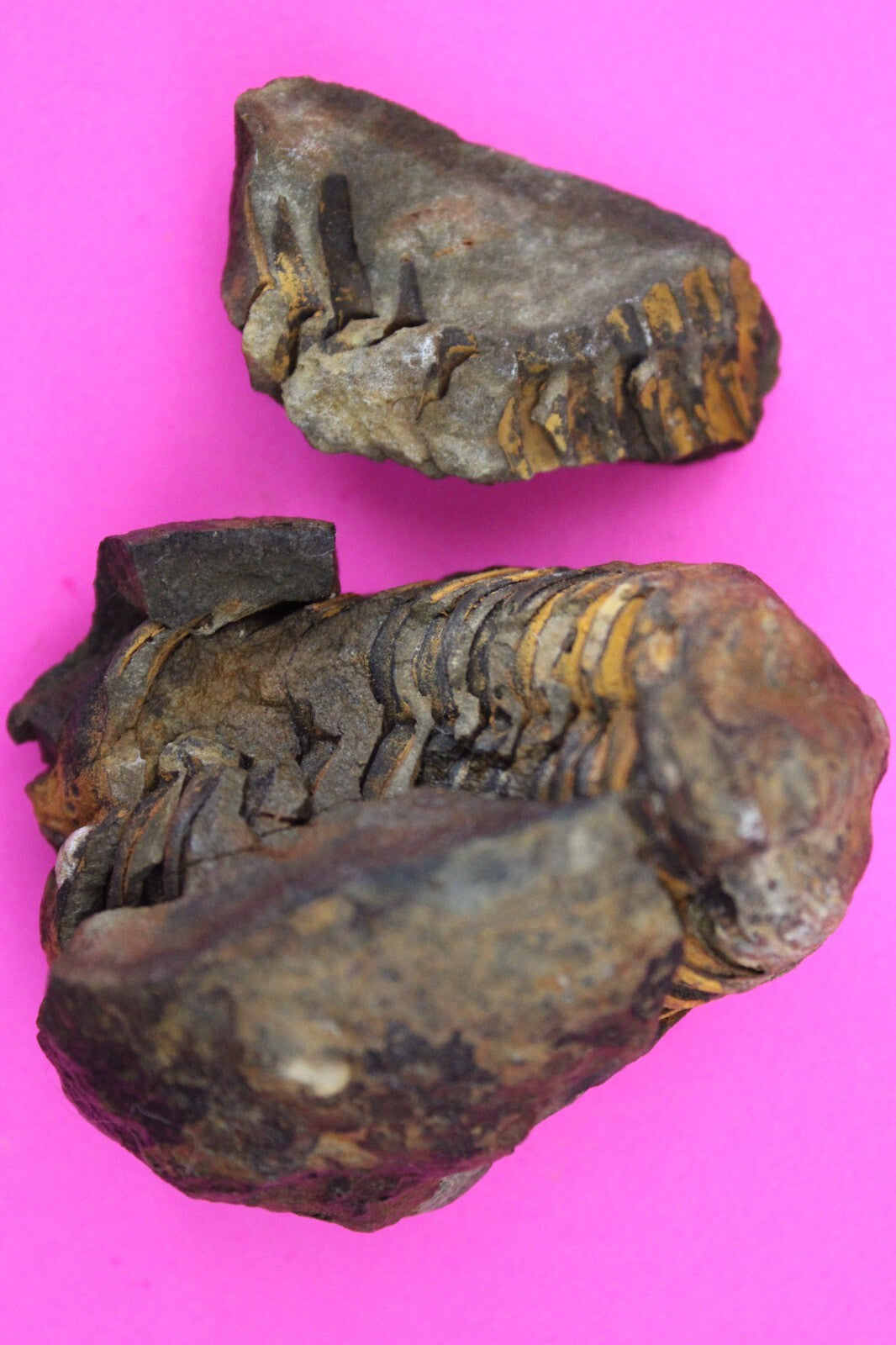 Authentic Trilobite Geode Real Fossil 450 Million Years Old Dinosaur Girl COA 13