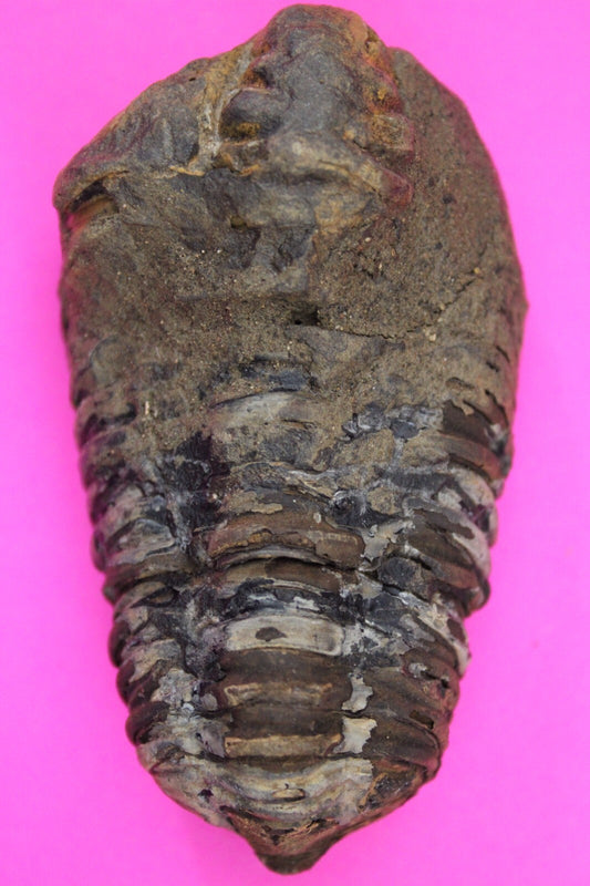 Authentic Trilobite Fossil 450 Million Years Old Genuine Dinosaur Girl COA 33