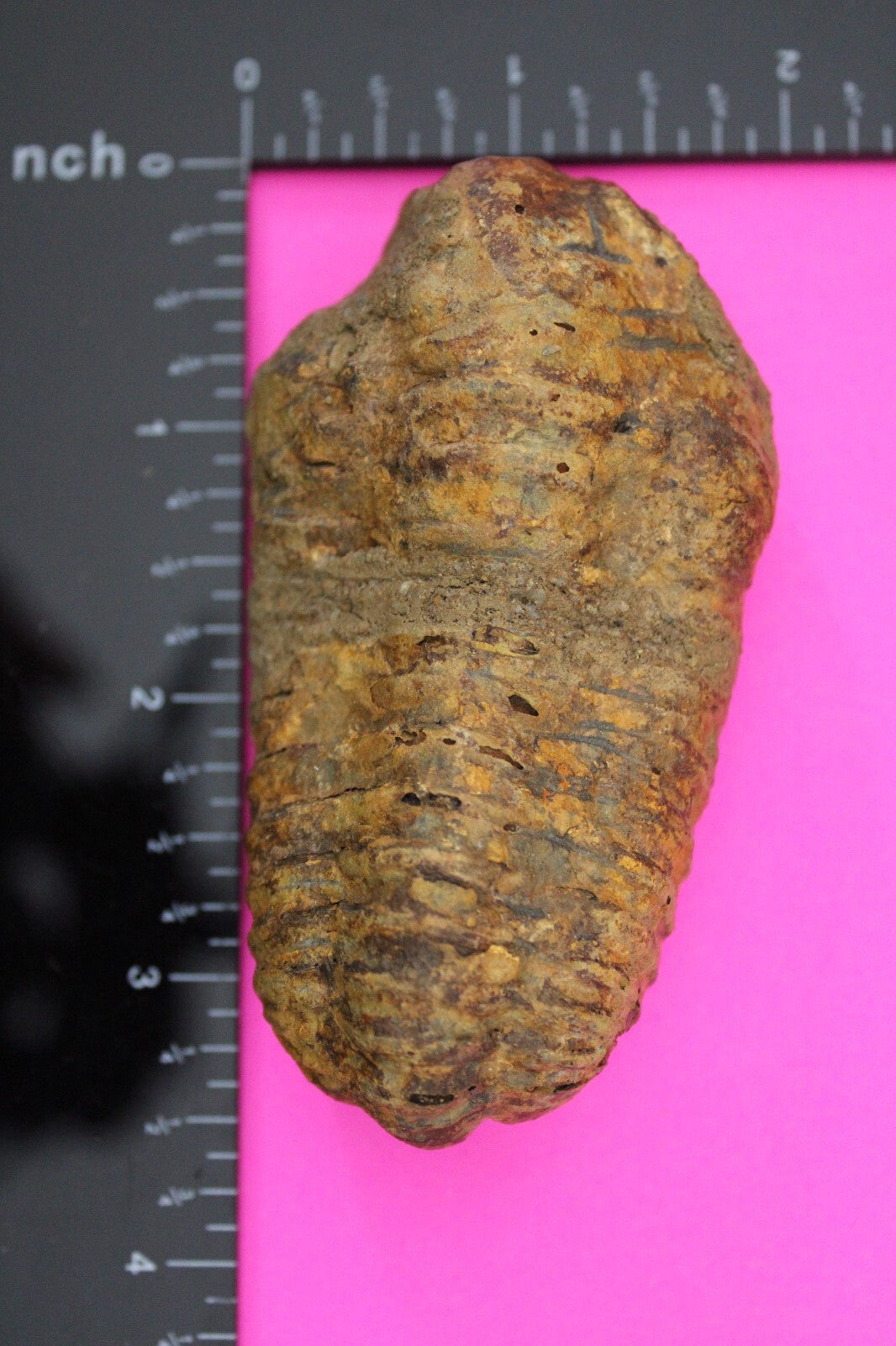 Authentic Trilobite Fossil 450 Million Years Old Genuine Dinosaur Girl COA 97