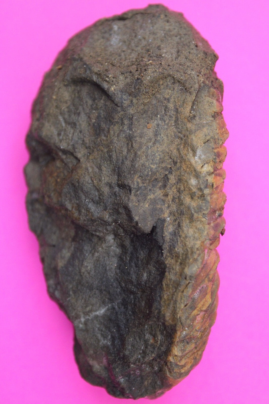 Authentic Trilobite Fossil 450 Million Years Old Genuine Dinosaur Girl COA 79