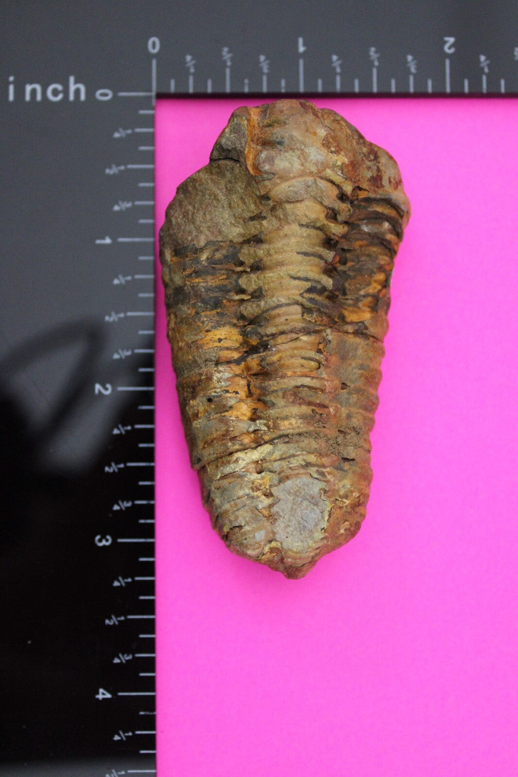 Authentic Trilobite Fossil 450 Million Years Old Genuine Dinosaur Girl COA 17
