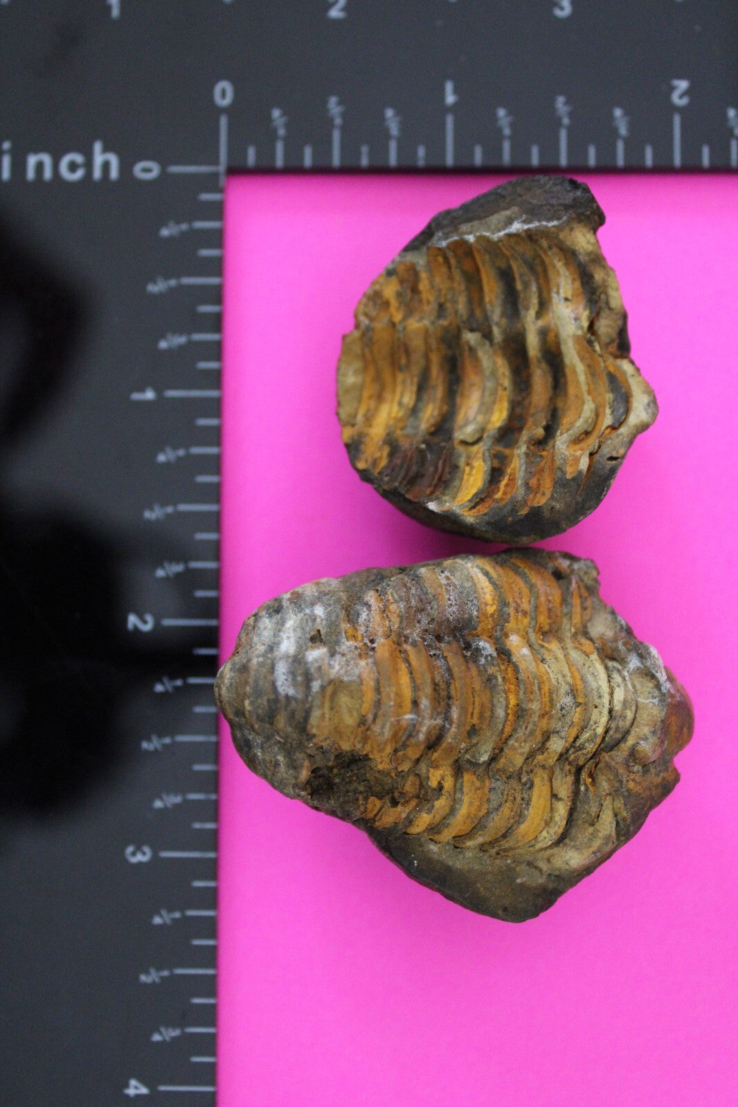 Authentic Trilobite Geode Real Fossil 450 Million Years Old Dinosaur Girl COA 19