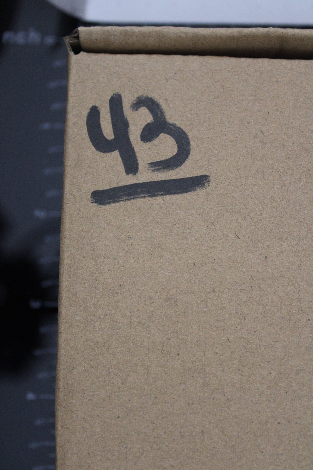 Authentic Trilobite Fossil 450 Million Years Old Genuine Dinosaur Girl COA 43