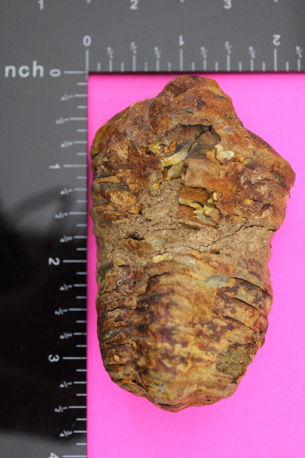 Authentic Trilobite Fossil 450 Million Years Old Genuine Dinosaur Girl COA 40