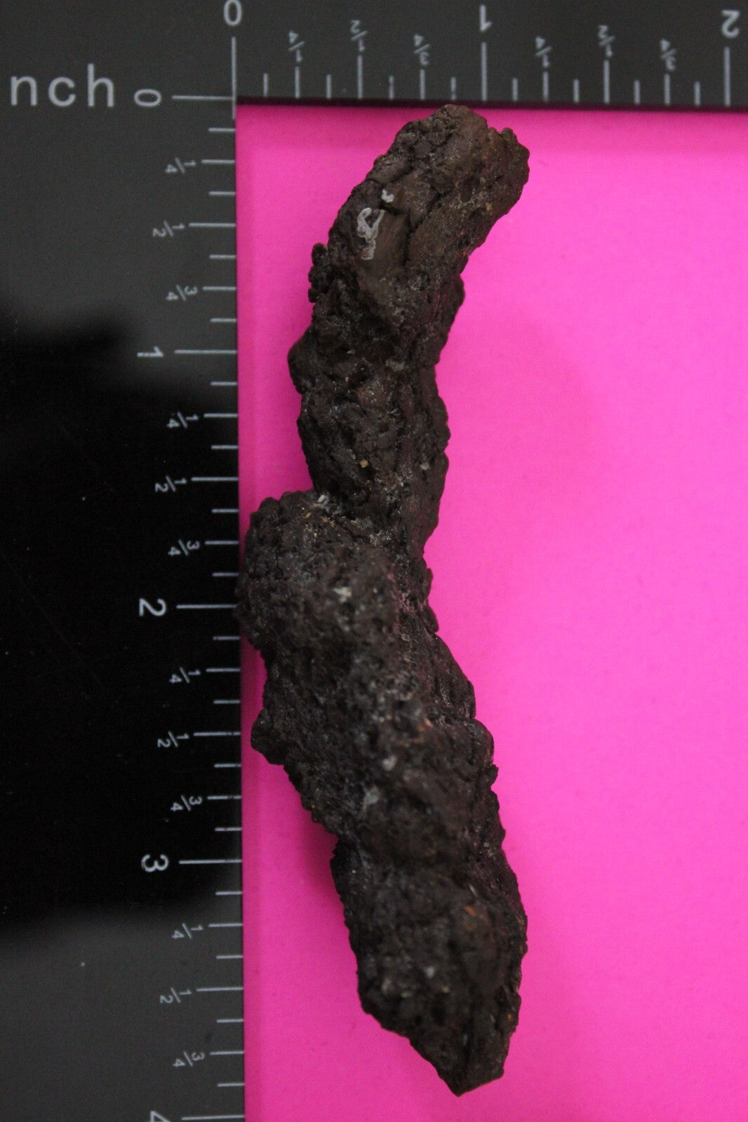 Giant Lizard Poop 5 Million Years Old Genuine Real Fossil Dinosaur Girl COA S51