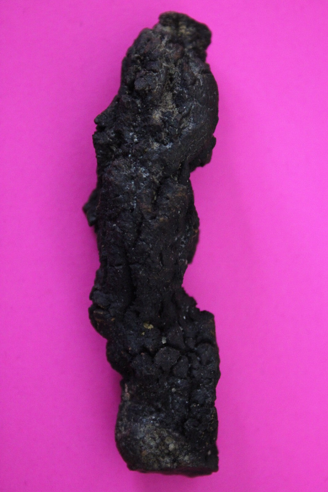 Giant Lizard Poop 5 Million Years Old Genuine Real Fossil Dinosaur Girl COA S26