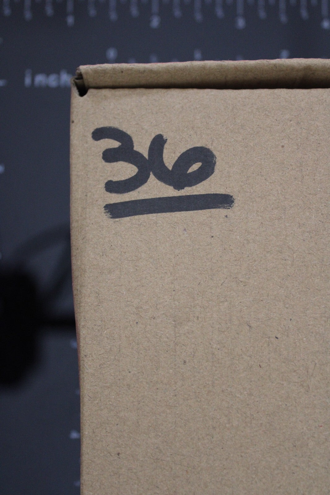 Authentic Trilobite Fossil 450 Million Years Old Genuine Dinosaur Girl COA 36