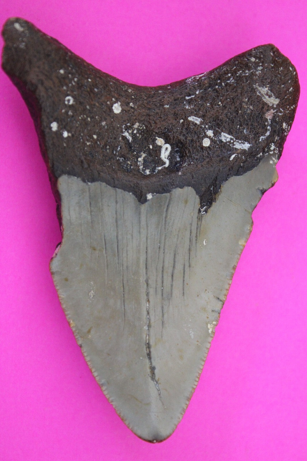 Authentic Megadolon Shark Tooth 2.68 Inch 34 Grams Fossil Dinosaur Girl COA M57