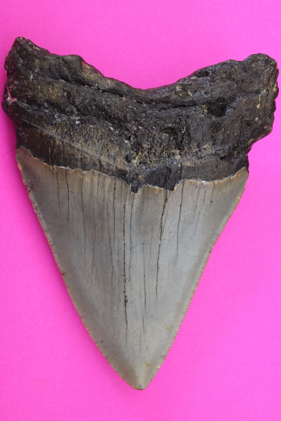 Authentic Megadolon Shark Tooth 4.03 Inch 122 Grams Fossil Dinosaur Girl COA M50