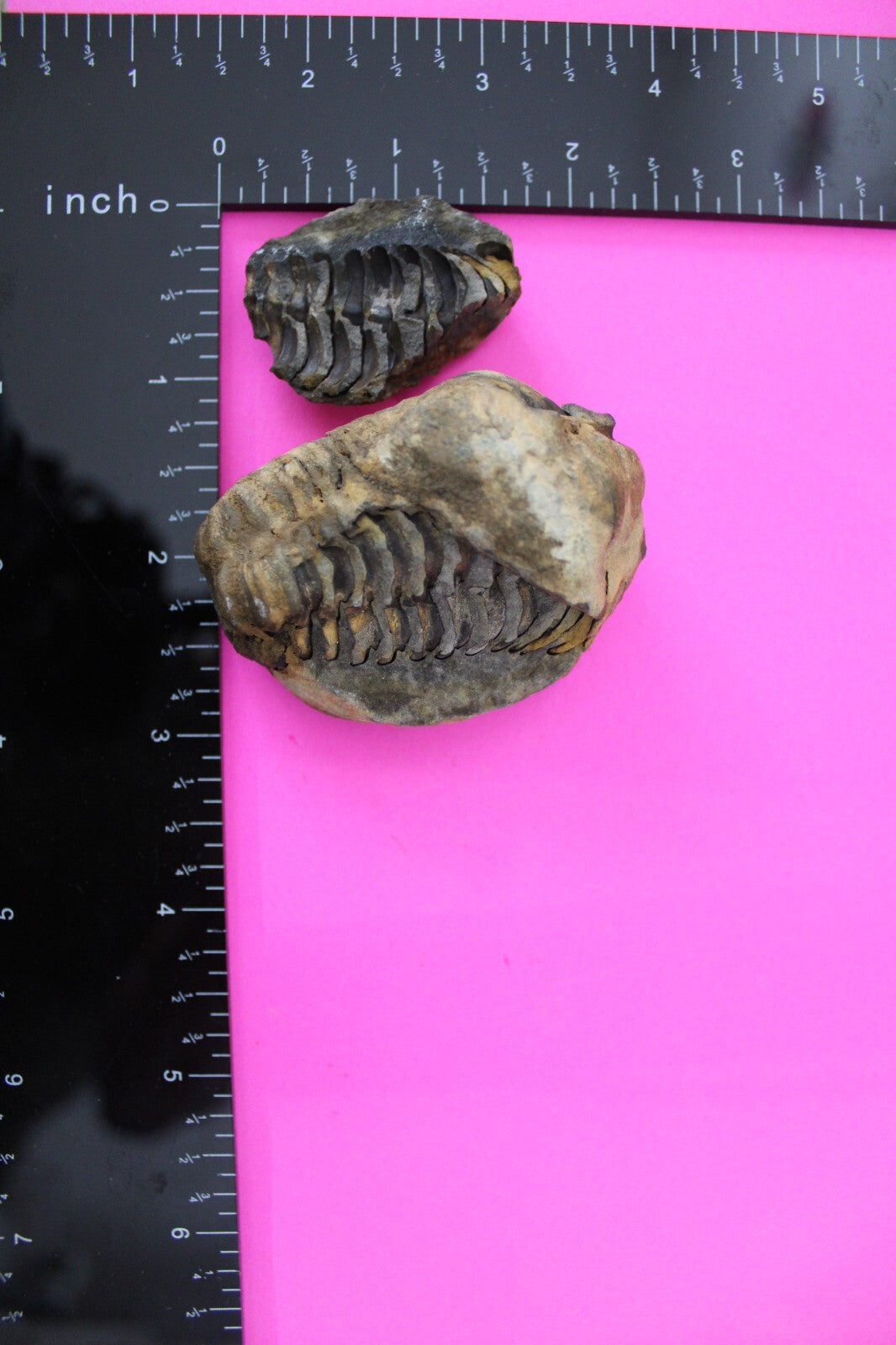 Authentic Trilobite Geode Real Fossil 450 Million Years Old Dinosaur Girl COA 12