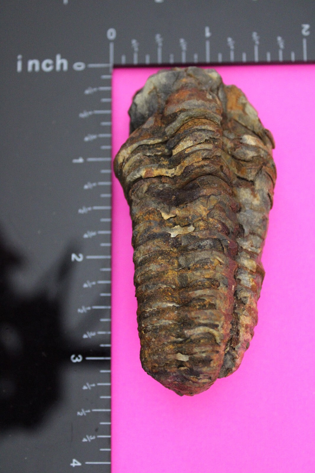 Authentic Trilobite Fossil 450 Million Years Old Genuine Dinosaur Girl COA 99