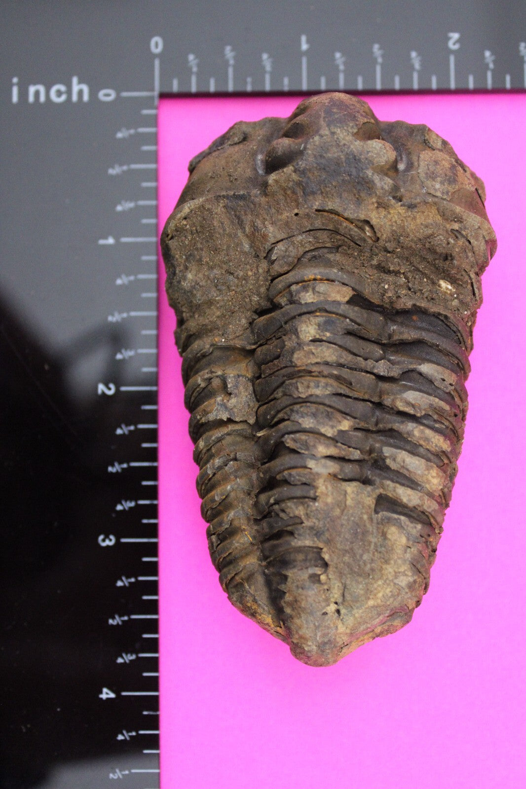 Authentic Trilobite Fossil 450 Million Years Old Genuine Dinosaur Girl COA 47