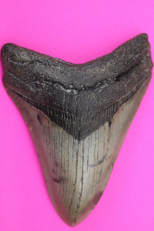 Authentic Megadolon Shark Tooth 4.37 Inch 123 Grams Fossil Dinosaur Girl COA M38