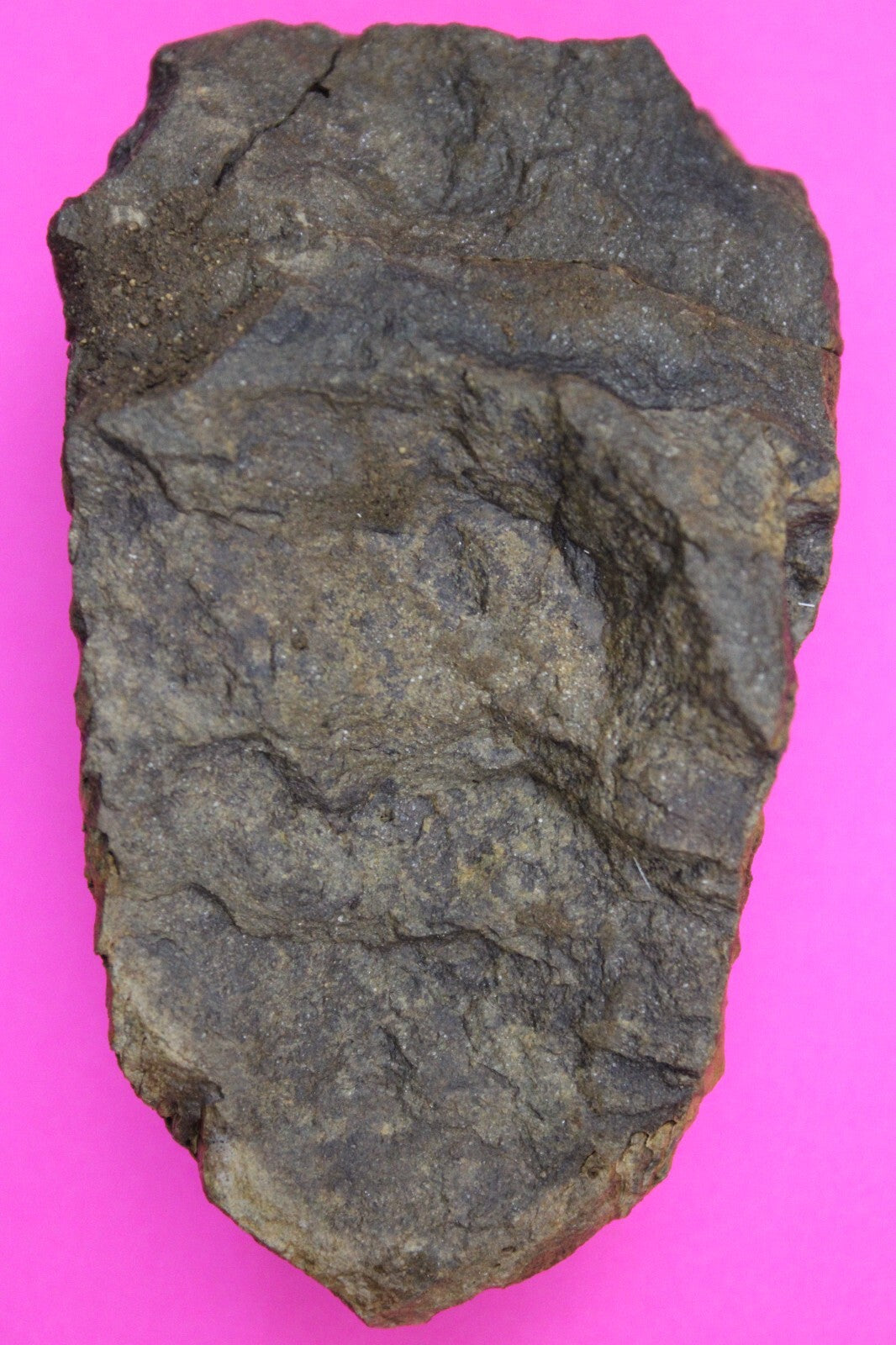 Authentic Trilobite Fossil 450 Million Years Old Genuine Dinosaur Girl COA 66