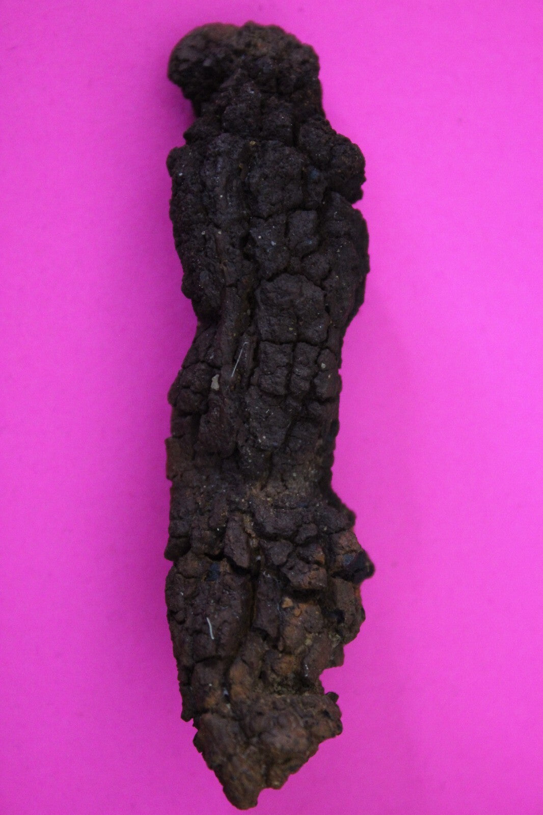 Giant Lizard Poop 5 Million Years Old Genuine Real Fossil Dinosaur Girl COA S39