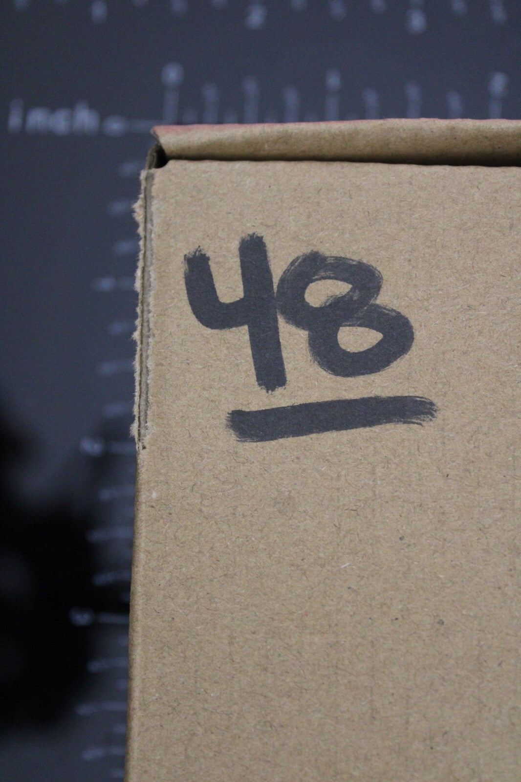 Authentic Trilobite Fossil 450 Million Years Old Genuine Dinosaur Girl COA 48