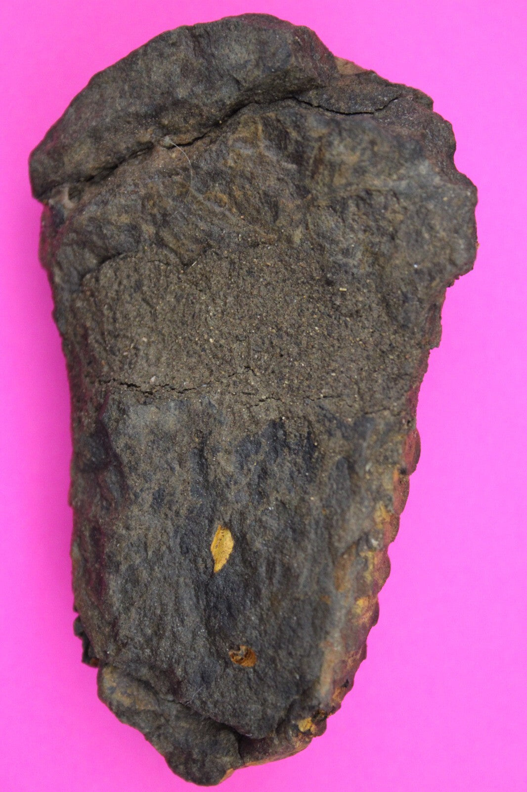 Authentic Trilobite Fossil 450 Million Years Old Genuine Dinosaur Girl COA 13