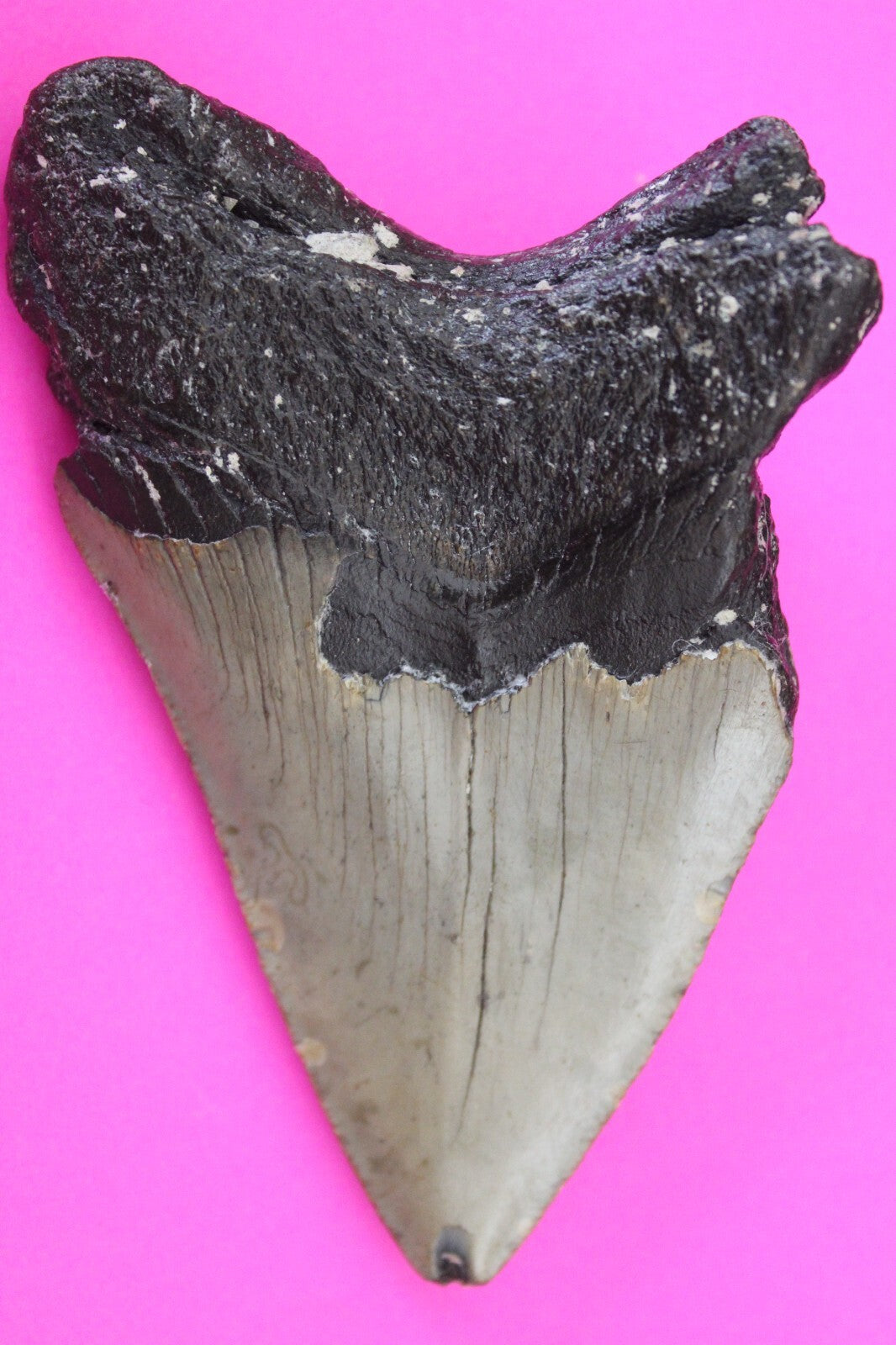 Authentic Megadolon Shark Tooth 3.83 Inch 111 Grams Fossil Dinosaur Girl COA M49