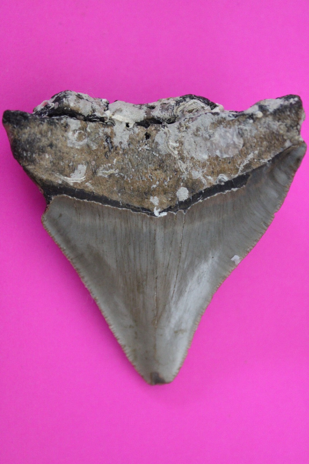 Authentic Megadolon Shark Tooth 2.85 Inch 74 Grams Fossil Dinosaur Girl COA M52