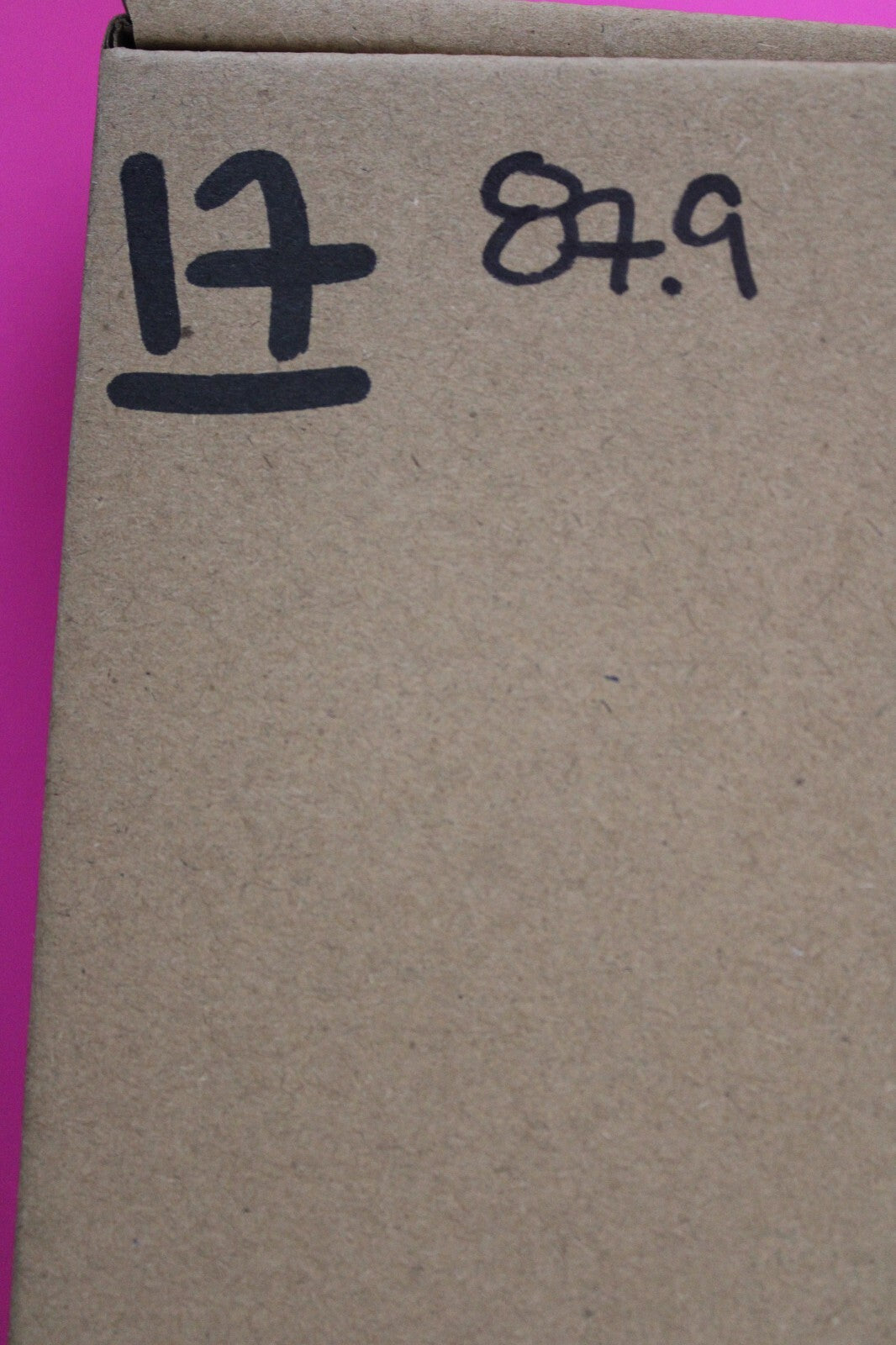 Authentic Trilobite Geode Real Fossil 450 Million Years Old Dinosaur Girl COA 17