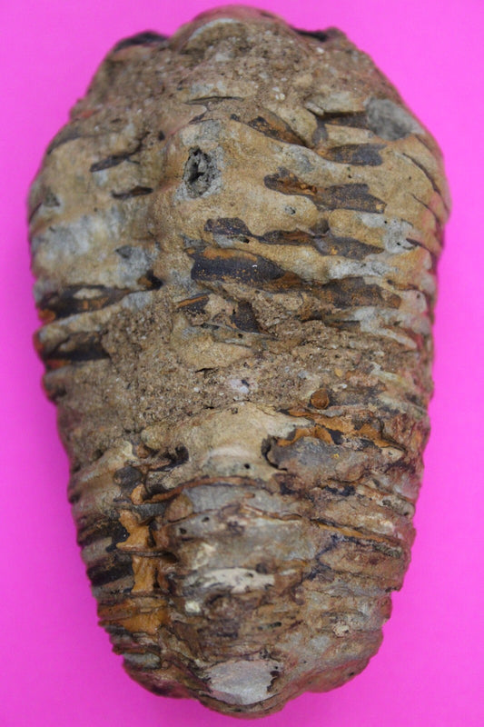 Authentic Trilobite Fossil 450 Million Years Old Genuine Dinosaur Girl COA 82