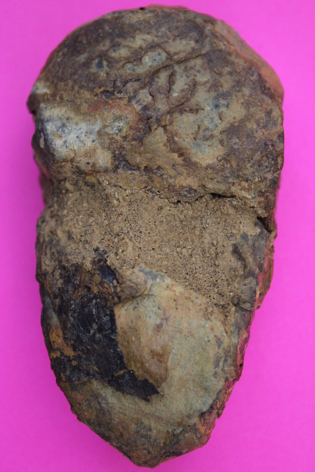 Authentic Trilobite Fossil 450 Million Years Old Genuine Dinosaur Girl COA 84