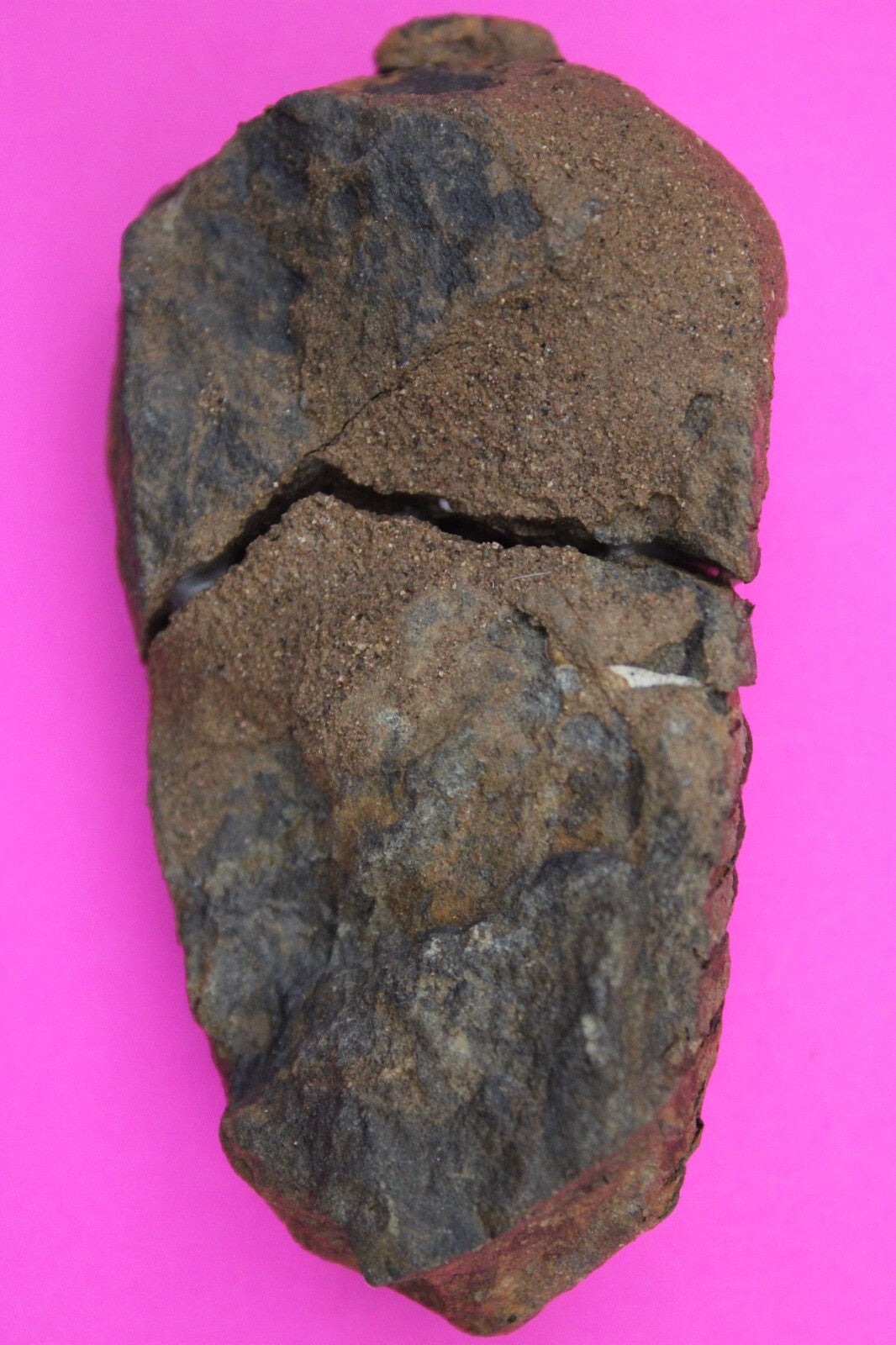 Authentic Trilobite Fossil 450 Million Years Old Genuine Dinosaur Girl COA 55