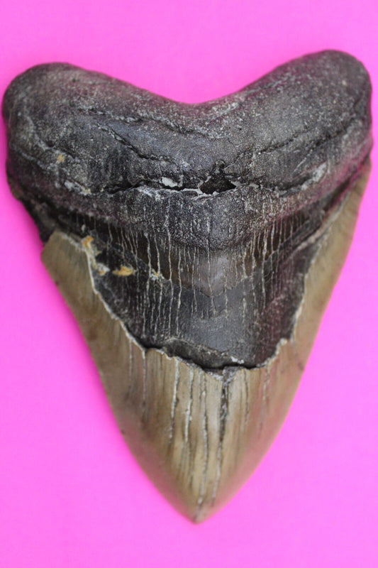 Authentic Megadolon SharkTooth 4.68 Inch 224 Grams Fossil Dinosaur Girl COA M64
