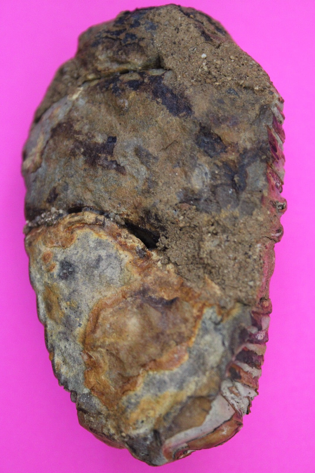 Authentic Trilobite Fossil 450 Million Years Old Genuine Dinosaur Girl COA 82