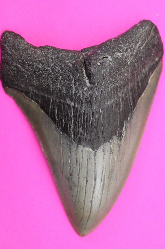 Authentic Megadolon Shark Tooth 4.03 Inch 108 Grams Fossil Dinosaur Girl COA M47