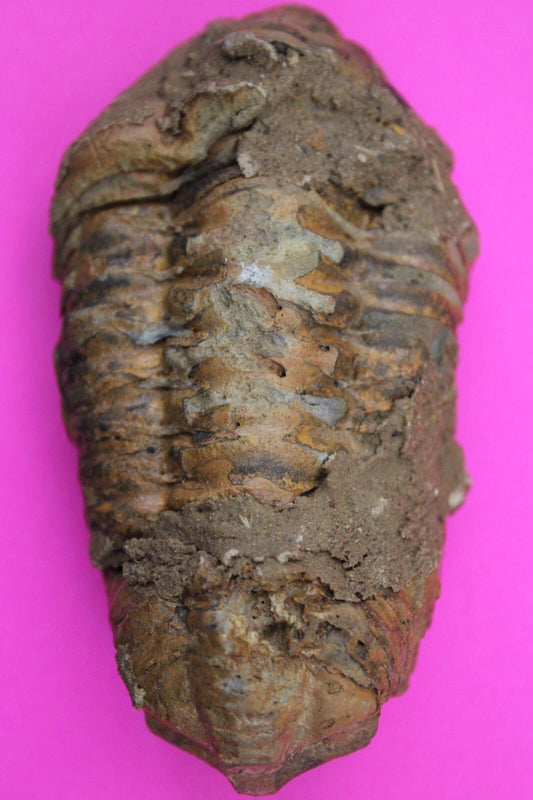Authentic Trilobite Fossil 450 Million Years Old Genuine Dinosaur Girl COA 56