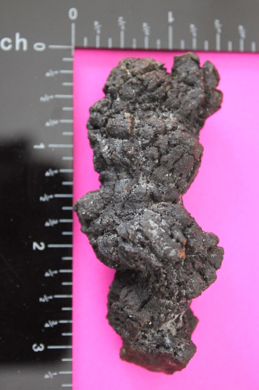 Giant Lizard Poop 5 Million Years Old Genuine Real Fossil Dinosaur Girl COA S24