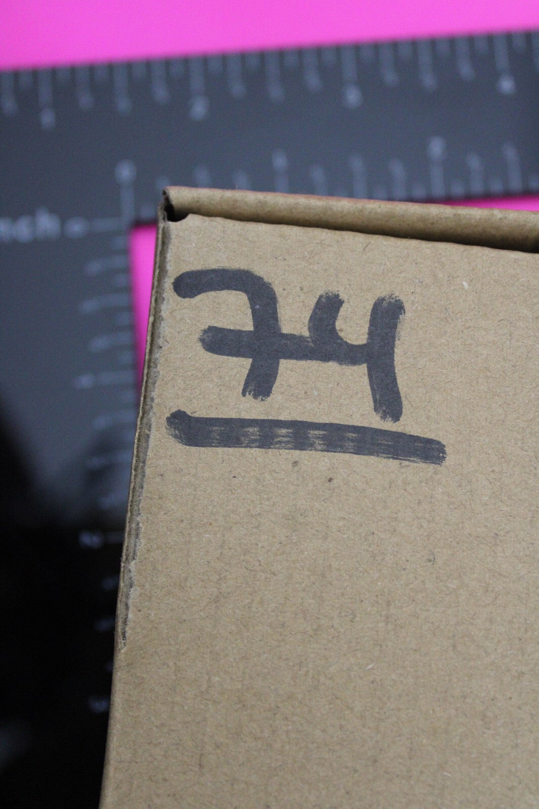 Authentic Trilobite Fossil 450 Million Years Old Genuine Dinosaur Girl COA 74