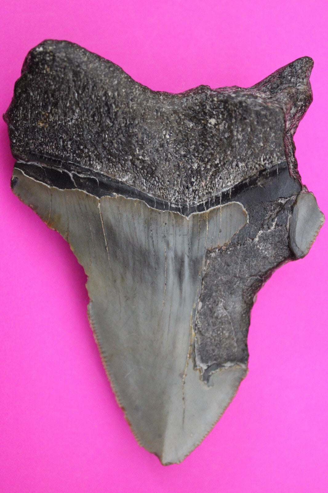 Authentic Megadolon Shark Tooth 3.83 Inch 117 Grams Fossil Dinosaur Girl COA M07