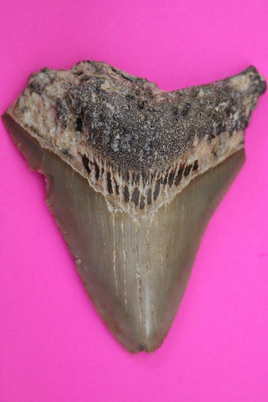 Authentic Megadolon Shark Tooth 3.37 Inch 79 Grams Fossil Dinosaur Girl COA M02