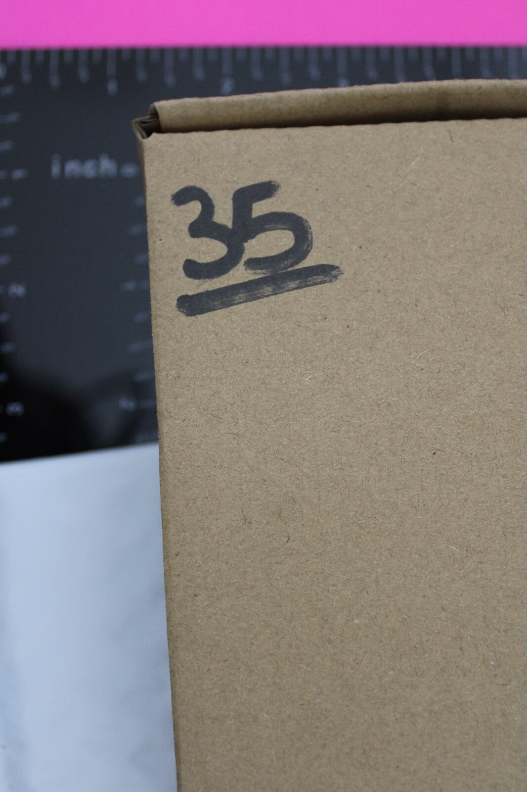 Authentic Trilobite Fossil 450 Million Years Old Genuine Dinosaur Girl COA 35