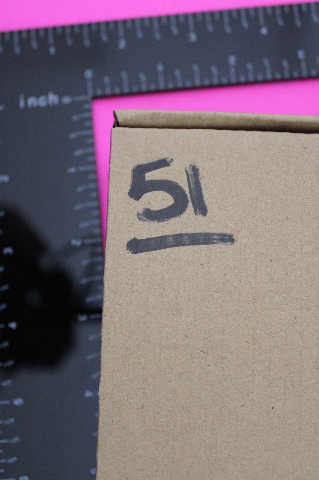 Authentic Trilobite Fossil 450 Million Years Old Genuine Dinosaur Girl COA 51