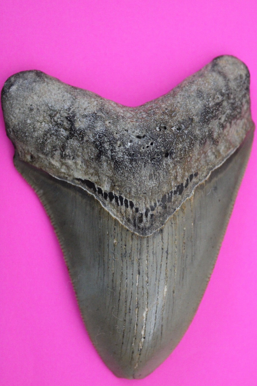 Authentic Megadolon Shark Tooth 4.11 Inch 112 Grams Fossil Dinosaur Girl COA M35